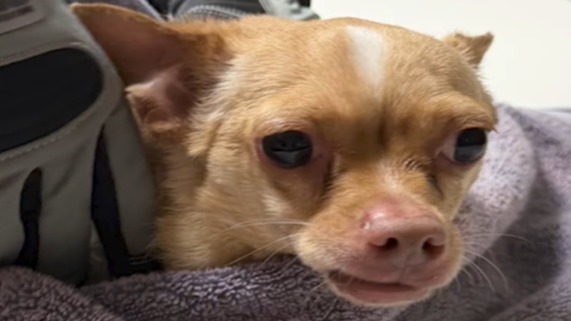 Adopted dog named Teddy (via Brevard County Sheriff's Office)